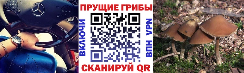 Галлюциногенные грибы Cubensis маркетплейс клад Шахты дарнет шоп